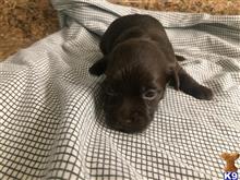 havanese puppy posted by DixieMaeHavanese