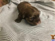 havanese puppy posted by DixieMaeHavanese