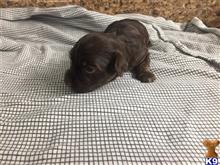havanese puppy posted by DixieMaeHavanese
