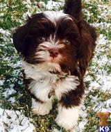 havanese puppy posted by DixieMaeHavanese