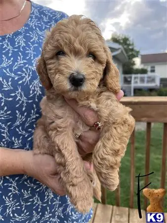Goldendoodles puppy for sale