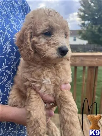 Goldendoodles puppy for sale