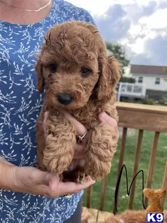 Goldendoodles puppy for sale