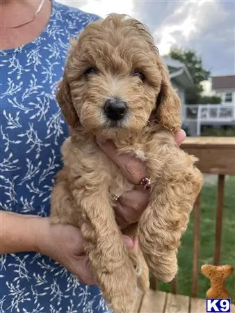 Goldendoodles puppy for sale