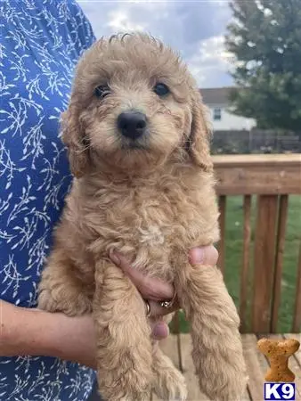 Goldendoodles puppy for sale