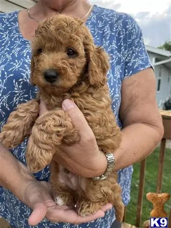 Goldendoodles puppy for sale