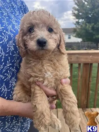 Goldendoodles puppy for sale