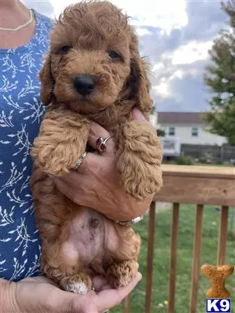Goldendoodles puppy for sale