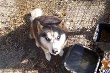 Siberian Husky