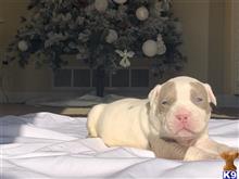 GUNNER available American Bully puppy located in HUDSON