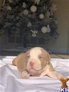LOUIE V available American Bully puppy located in HUDSON