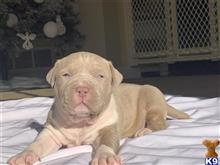 DIOR available American Bully puppy located in HUDSON