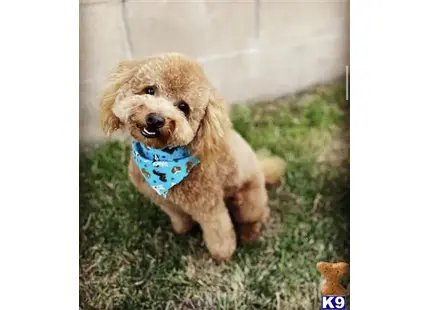 Darlo available Poodle puppy located in Chino