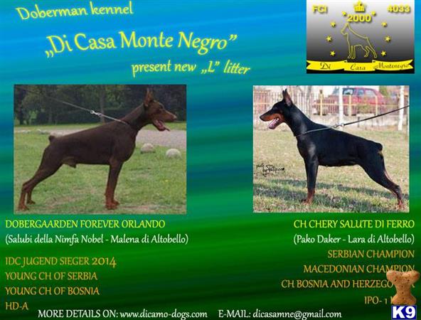 doberman pinscher puppy posted by Doberland
