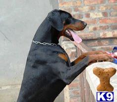Doberland Picture 2