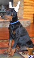 doberman pinscher puppy posted by Doberland