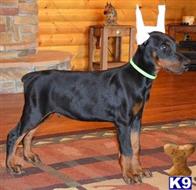 doberman pinscher puppy posted by Doberland
