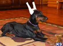 doberman pinscher puppy posted by Doberland