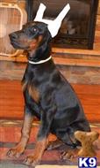 doberman pinscher puppy posted by Doberland