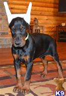doberman pinscher puppy posted by Doberland