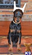 doberman pinscher puppy posted by Doberland