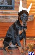 doberman pinscher puppy posted by Doberland