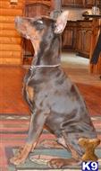 doberman pinscher puppy posted by Doberland