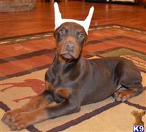 doberman pinscher puppy posted by Doberland
