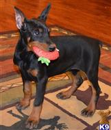 doberman pinscher puppy posted by Doberland