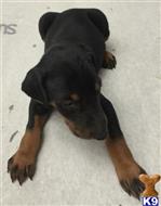 doberman pinscher puppy posted by Doberman1234