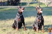 doberman pinscher puppy posted by Dobietx88