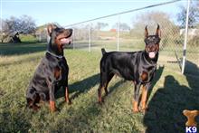 doberman pinscher puppy posted by Dobietx88