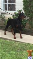 doberman pinscher puppy posted by Dobietx88