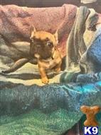 french bulldog puppy posted by DogEstyle