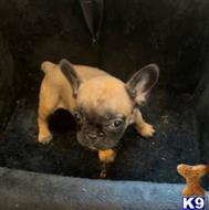 french bulldog puppy posted by DogEstyle