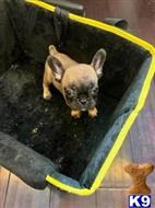french bulldog puppy posted by DogEstyle