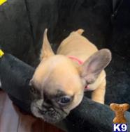 french bulldog puppy posted by DogEstyle