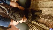 german shepherd puppy posted by Doglover80