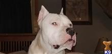 Dogo Argentino
