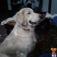 Ziggy Bear available Golden Retriever puppy located in Defiance