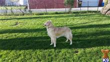 Ziggy available Golden Retriever puppy located in Defiance