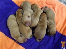 dogue de bordeaux puppy posted by Dogue