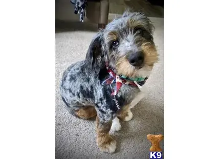 Stanley available Bernedoodle puppy located in PARMA