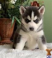 siberian husky puppy posted by Dolly125