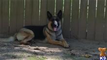 Lil Man available German Shepherd puppy located in Little Rock