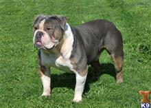old english bulldog puppy posted by Doodlefamily