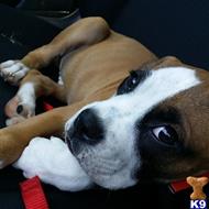 Boxer