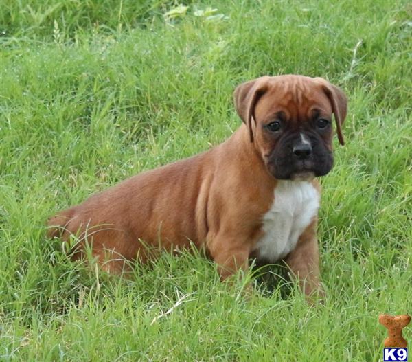 boxer puppies washington state boxer puppy for sale akc fawn boxer puppy 4 years boxer puppies washington state boxer puppy for sale akc fawn boxer puppy 4 years