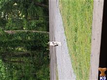 Ace available American Bulldog puppy located in SEVIERVILLE