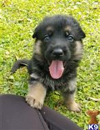german shepherd puppy posted by DrWalkerII